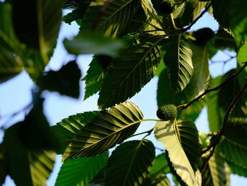 Low angle view of leaves on tree against sky