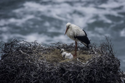 Storks perching on nest by sea