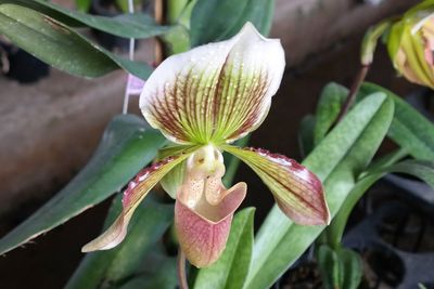 Close-up of flowers