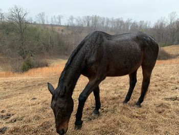 Horse standing on field