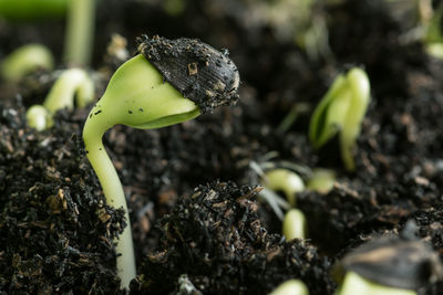 Close-up of seedlings growing on field