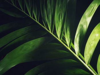 Close-up of green leaves