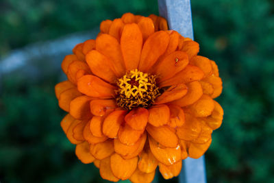 Close-up of orange marigold flower