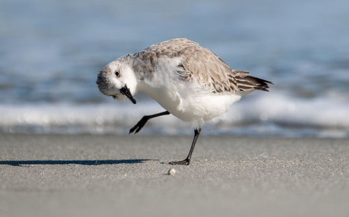 Side view of seagulls on beach