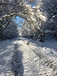 Dog on snow covered landscape