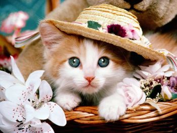 Close-up portrait of white kitten in basket