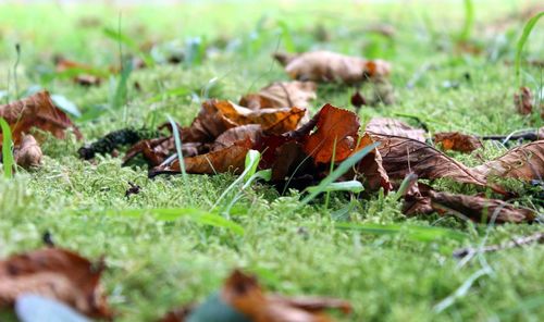 Close-up of plant growing on grassy field