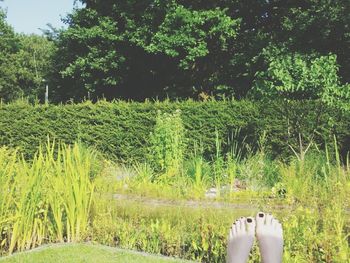 Trees on grassy field