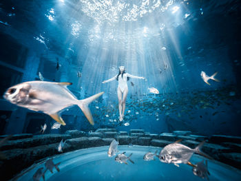 Flock of fish swimming in aquarium