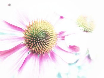 Close-up of purple coneflower blooming outdoors