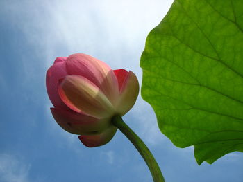 Close-up of lotus water lily