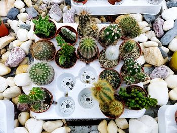 High angle view of leaves on table