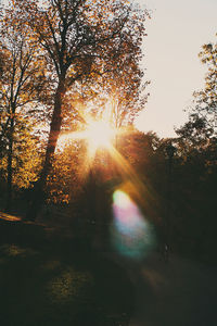 Sun shining through trees