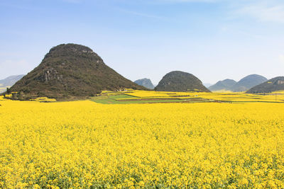 View of flowers growing in field