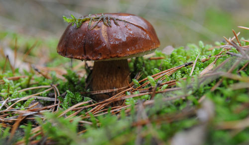 Close-up of mushroom growing on field