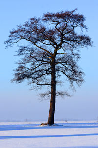 Tree by frozen lake against sky during winter