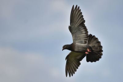 Low angle view of eagle flying against clear sky