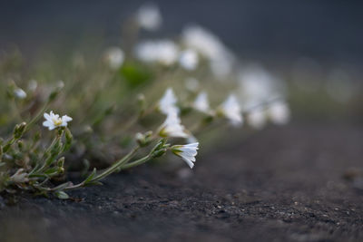 Ethereal elegance. graceful white spring blossoms in northern europe