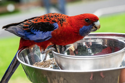 Close-up of parrot perching on metal
