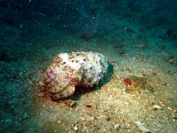 Close-up of turtle in sea