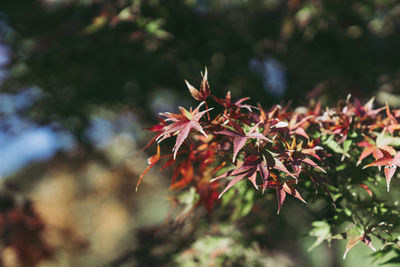 Close-up of maple leaves on tree during autumn