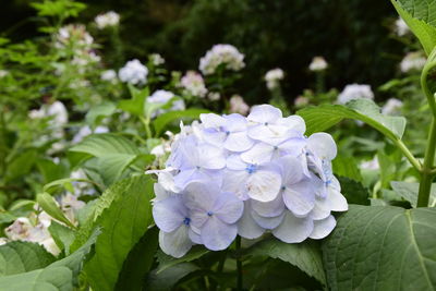 Close-up of purple hydrangea flower