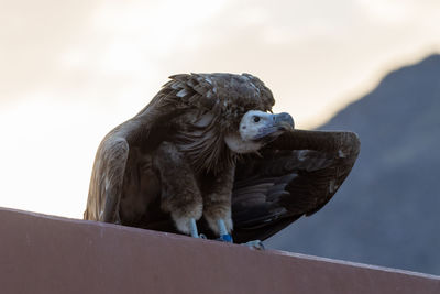 Close-up of owl perching on retaining wall