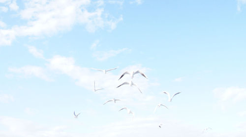 Low angle view of birds flying in sky