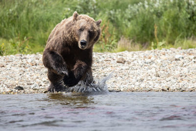 Portrait of bear drinking water