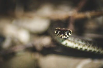 Close-up of snake