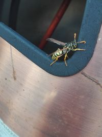 High angle view of bee on wooden table