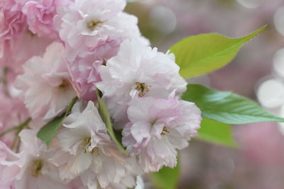 Close-up of pink cherry blossoms