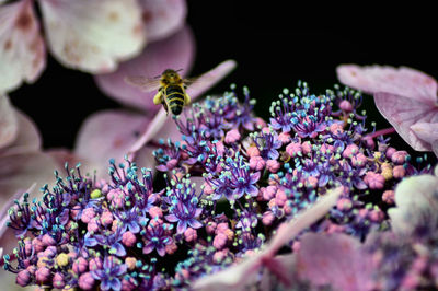 Bee on purple flowers