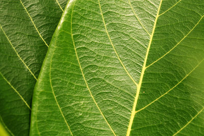 Full frame shot of green leaves