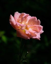 Close-up of pink rose