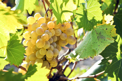 Green grapes in orchard