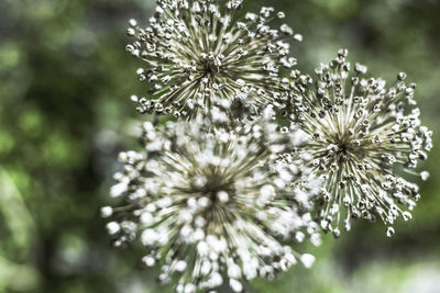 Flowers blooming outdoors