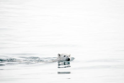 Polar bear swimming in sea