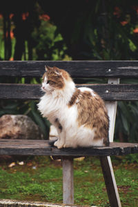 Lovely cat on the bench