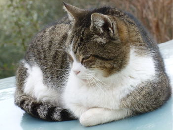 Close-up of cat sitting outdoors