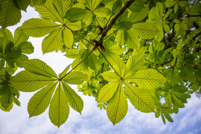 Beautiful green leaves of the chestnut tree from below in spring. 