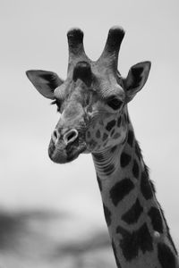 Close-up portrait of giraffe