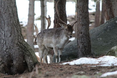 Deer on snow covered land