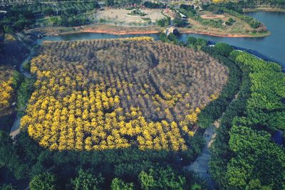 High angle view of yellow flowering plants on land