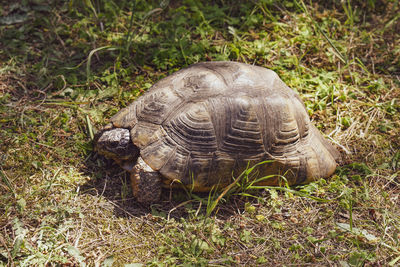 High angle view of turtle on ground