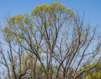 Low angle view of bare tree against clear sky