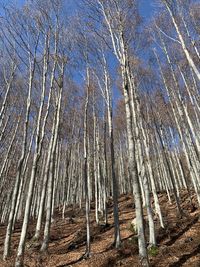 Low angle view of bamboo trees in forest