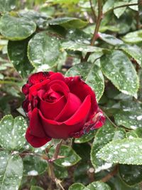 Close-up of red rose blooming outdoors