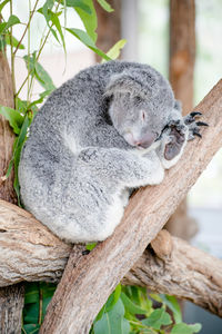 Close-up of sleeping koala bear on tree