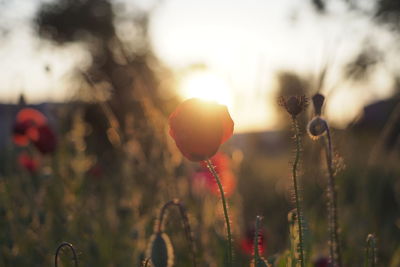 Close-up of flowering plants on field